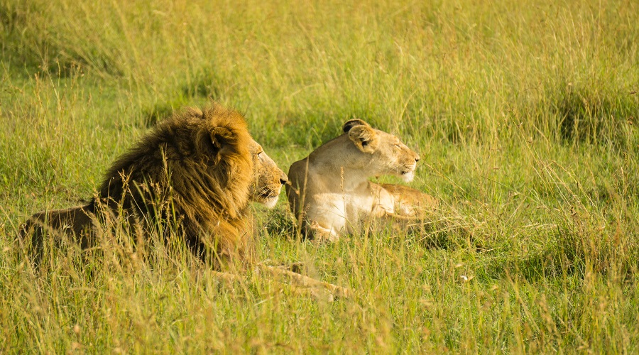 Safari & Wildlife Adventures
