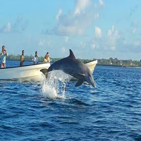 dolphin-4