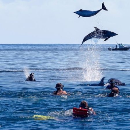 dolphin-5