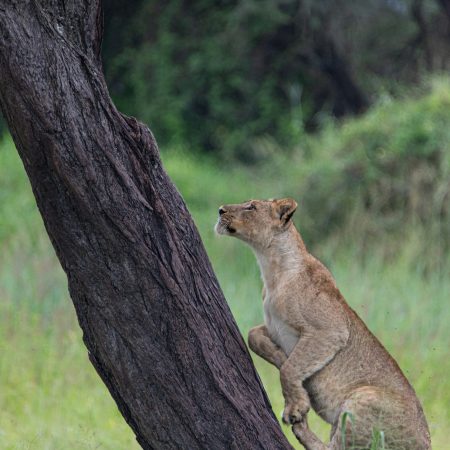 lake-manyara-2 lake-manyara-2